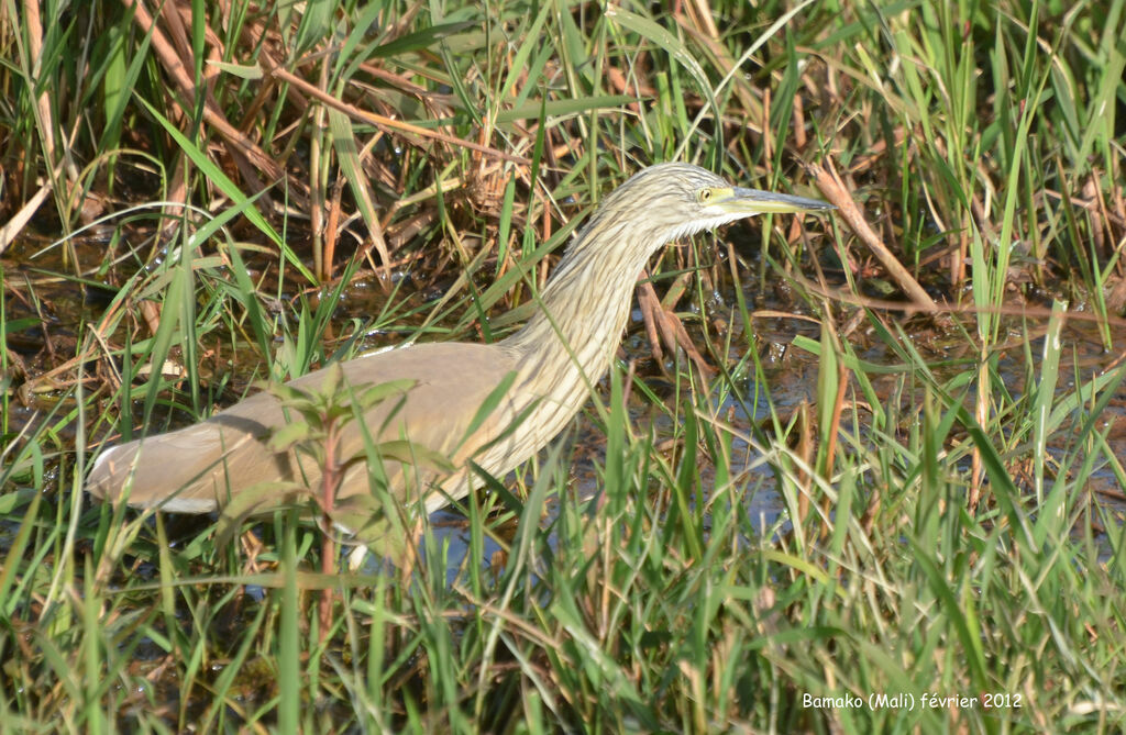 Crabier cheveluadulte, identification