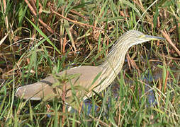 Squacco Heron