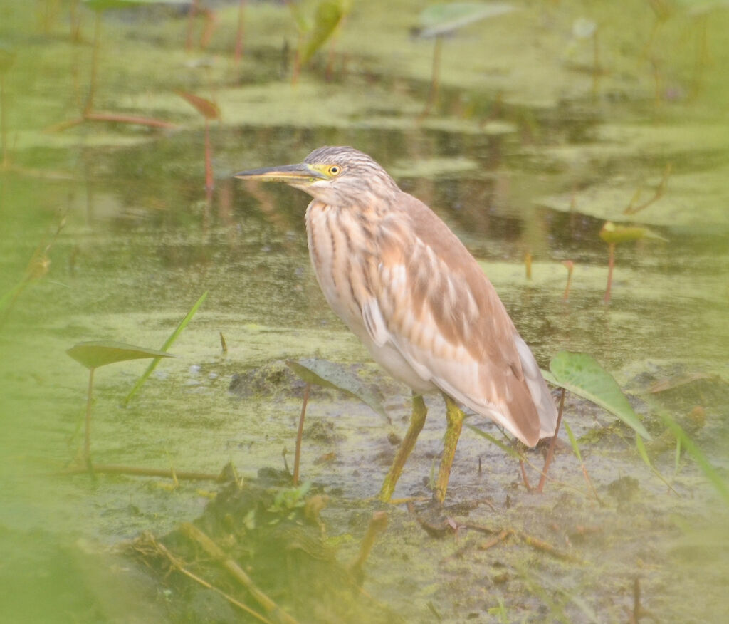 Squacco Heronadult post breeding