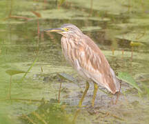 Squacco Heron