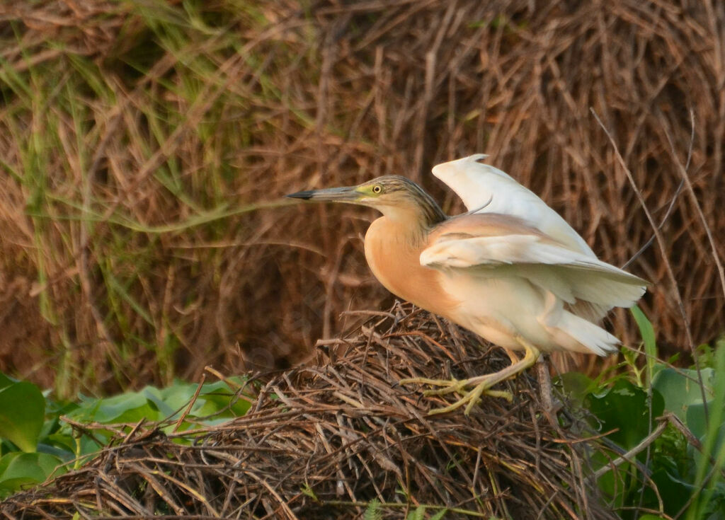 Squacco Heronadult breeding, identification