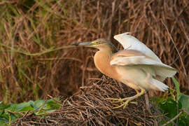 Squacco Heron