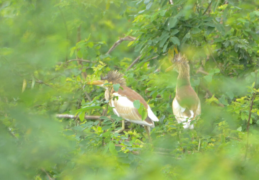 Squacco Heronjuvenile