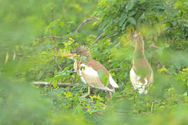 Squacco Heron