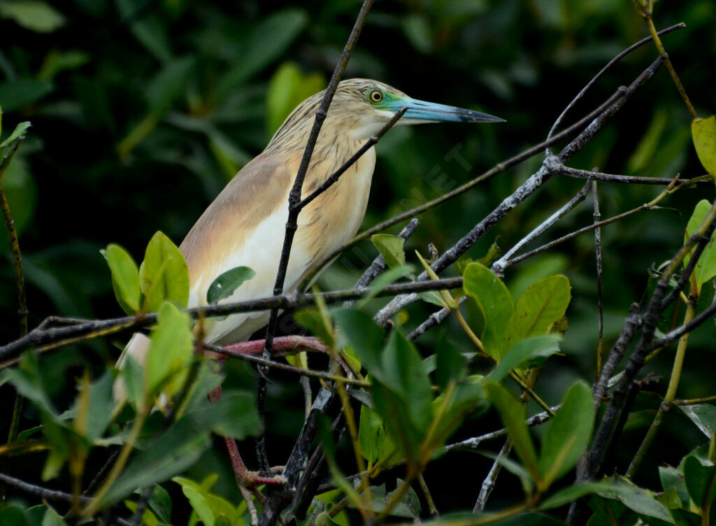 Crabier cheveluadulte nuptial, identification