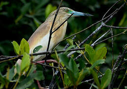 Squacco Heron