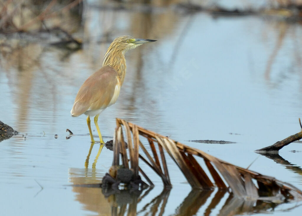 Squacco Heronadult, identification