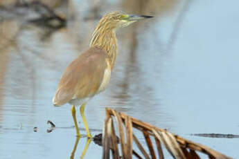 Crabier chevelu