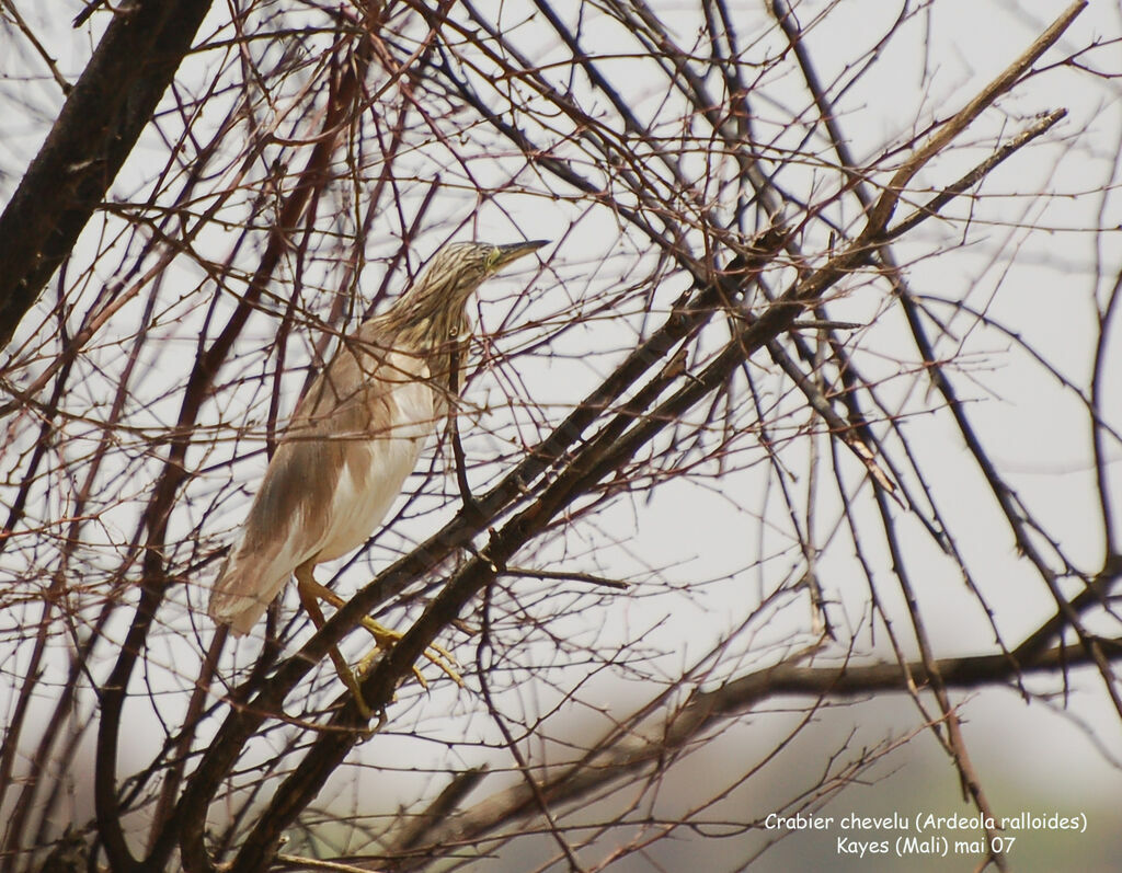 Squacco Heronadult post breeding