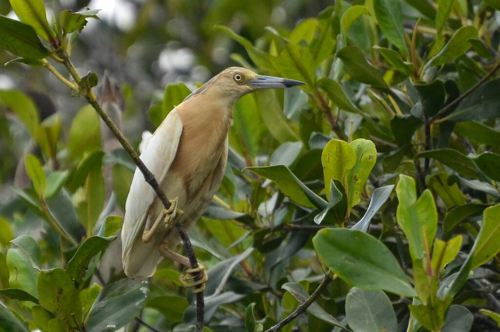 Squacco Heronsubadult, identification