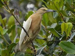 Squacco Heron