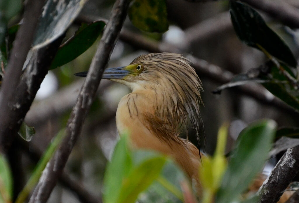 Crabier cheveluadulte, portrait