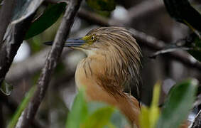 Squacco Heron