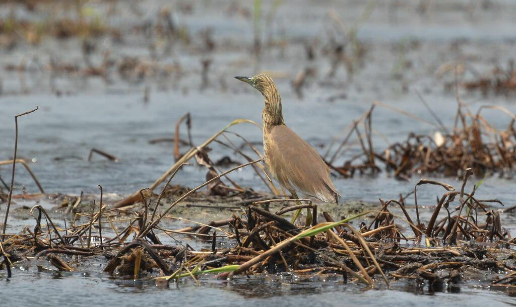 Squacco Heronsubadult, identification