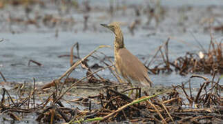 Squacco Heron