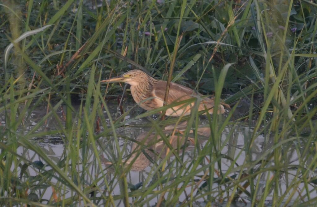 Squacco Heronadult