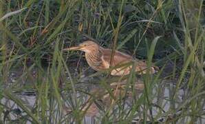 Squacco Heron