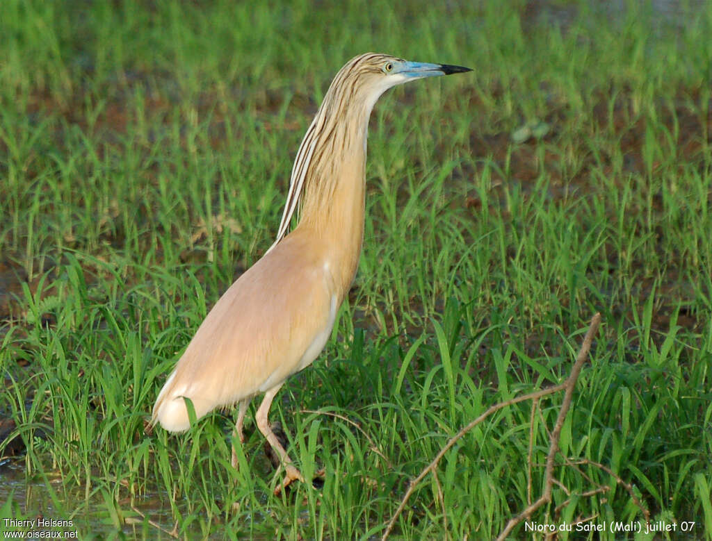 Squacco Heronadult breeding, identification