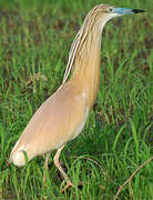 Squacco Heron