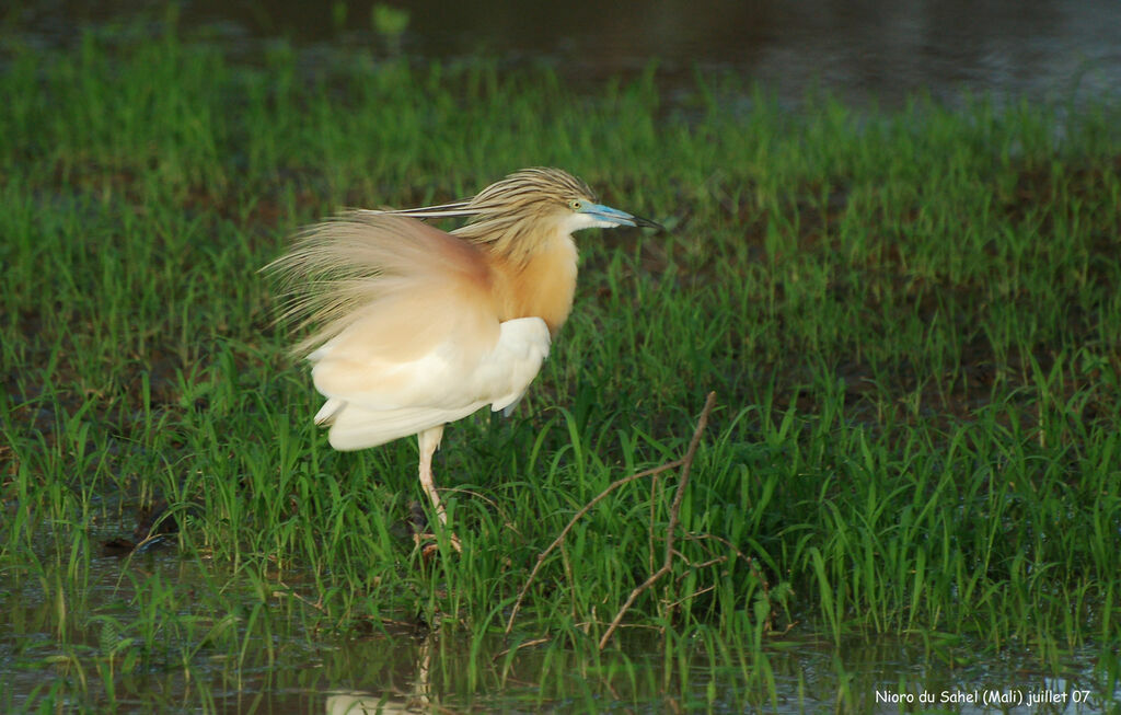 Squacco Heronadult breeding