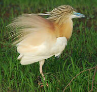 Squacco Heron