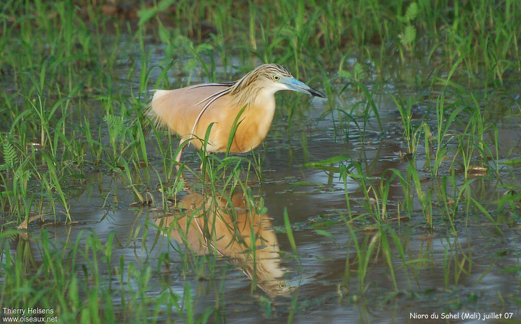 Crabier cheveluadulte nuptial, pêche/chasse