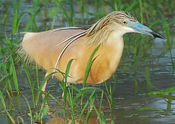 Squacco Heron