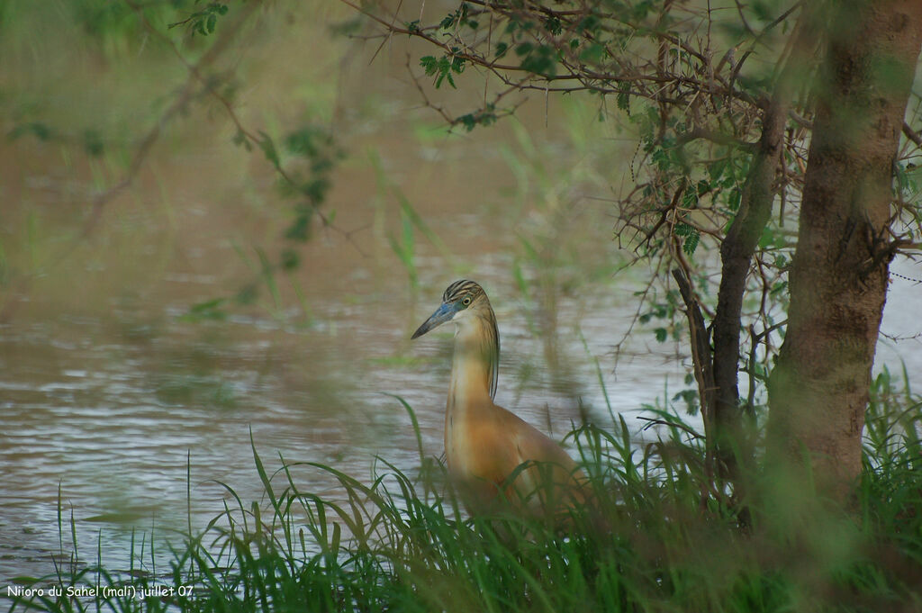 Squacco Heronadult breeding