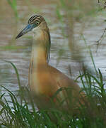 Squacco Heron