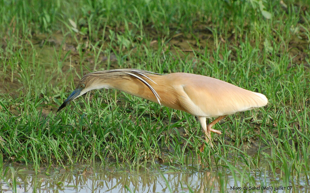 Squacco Heronadult breeding