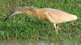 Squacco Heron