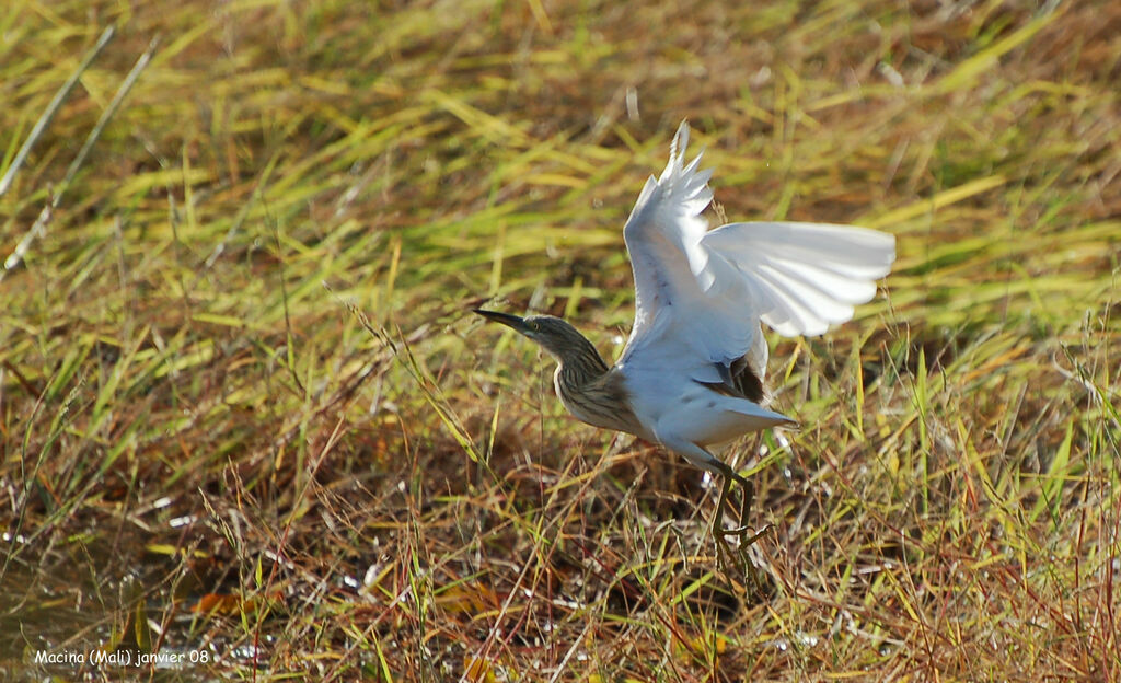 Squacco Heronadult post breeding