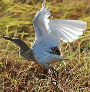 Squacco Heron