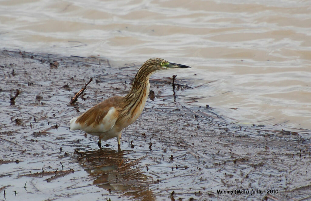 Squacco Heronadult