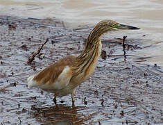 Squacco Heron