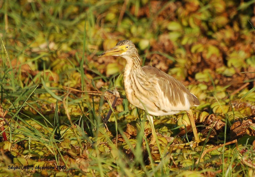 Squacco Heronadult post breeding