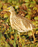 Squacco Heron