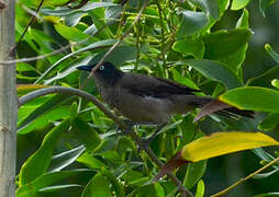 Blackcap Babbler