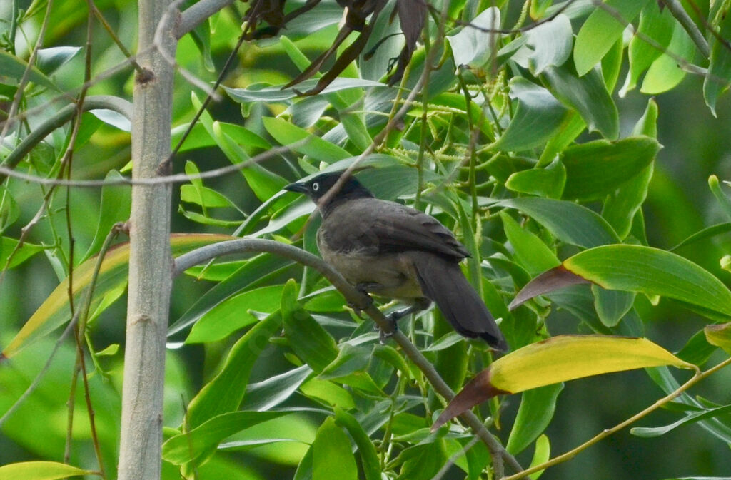 Blackcap Babbleradult