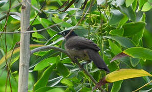 Blackcap Babbler