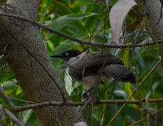 Blackcap Babbler