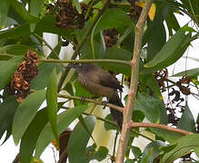 Blackcap Babbler