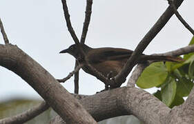 Blackcap Babbler