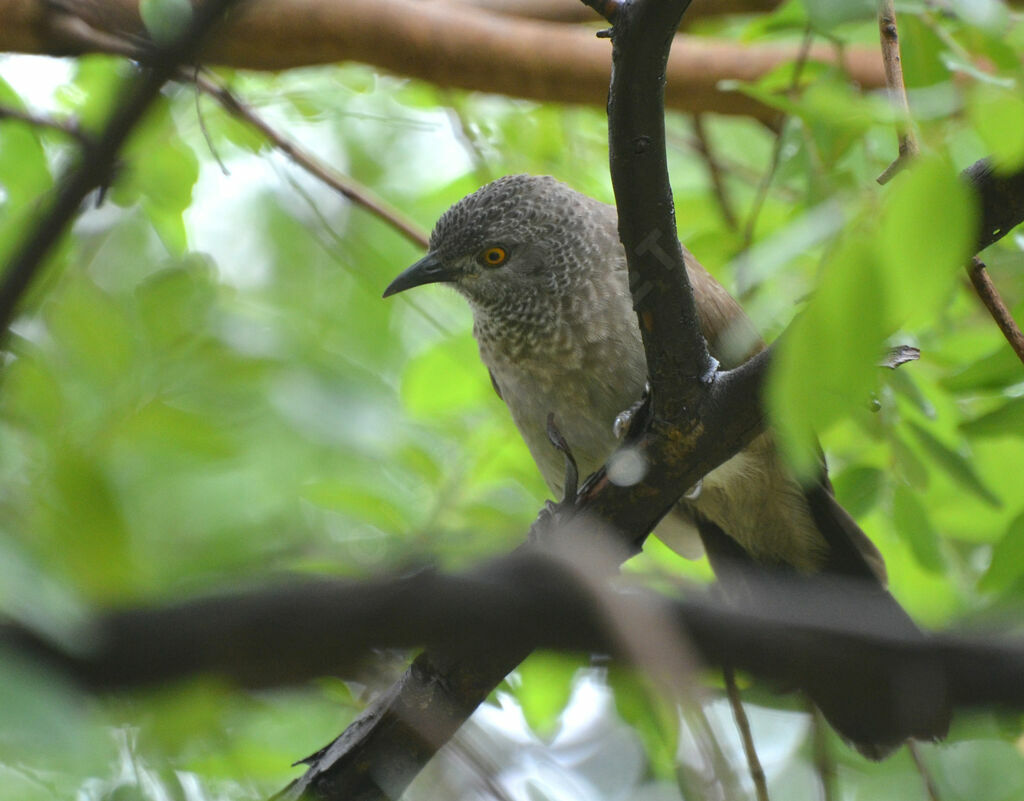 Cratérope brunadulte, identification