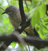 Brown Babbler