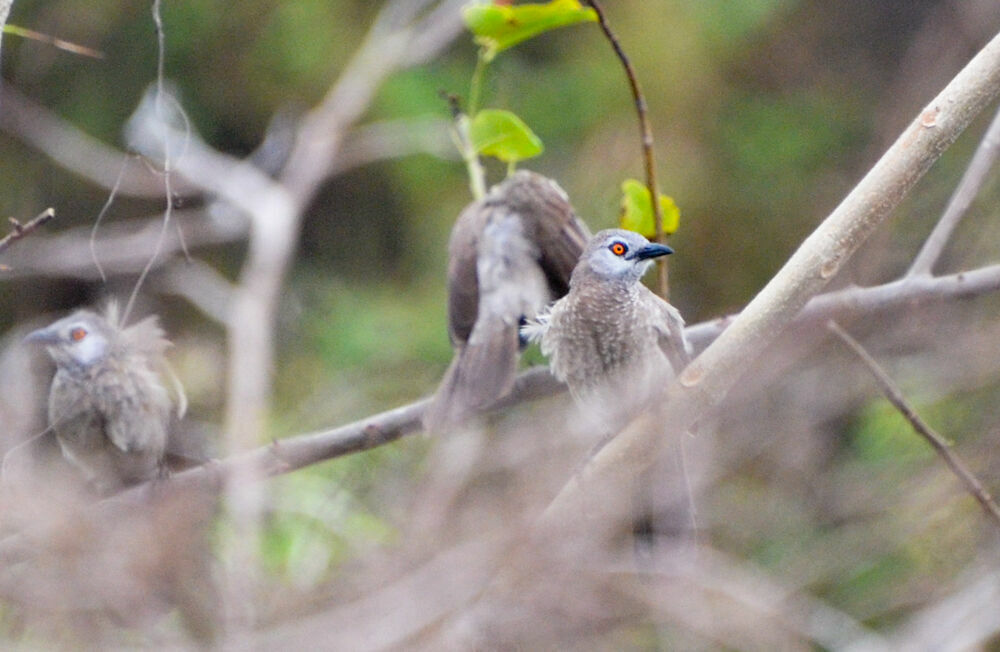 Brown Babbler