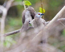 Brown Babbler