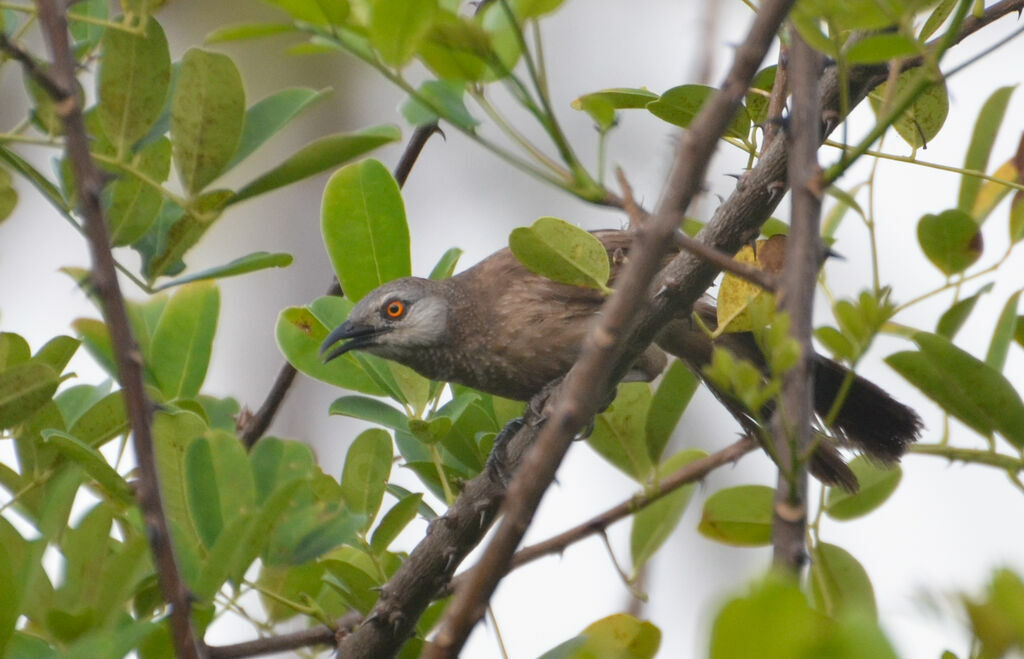 Brown Babbleradult, identification