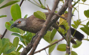 Brown Babbler