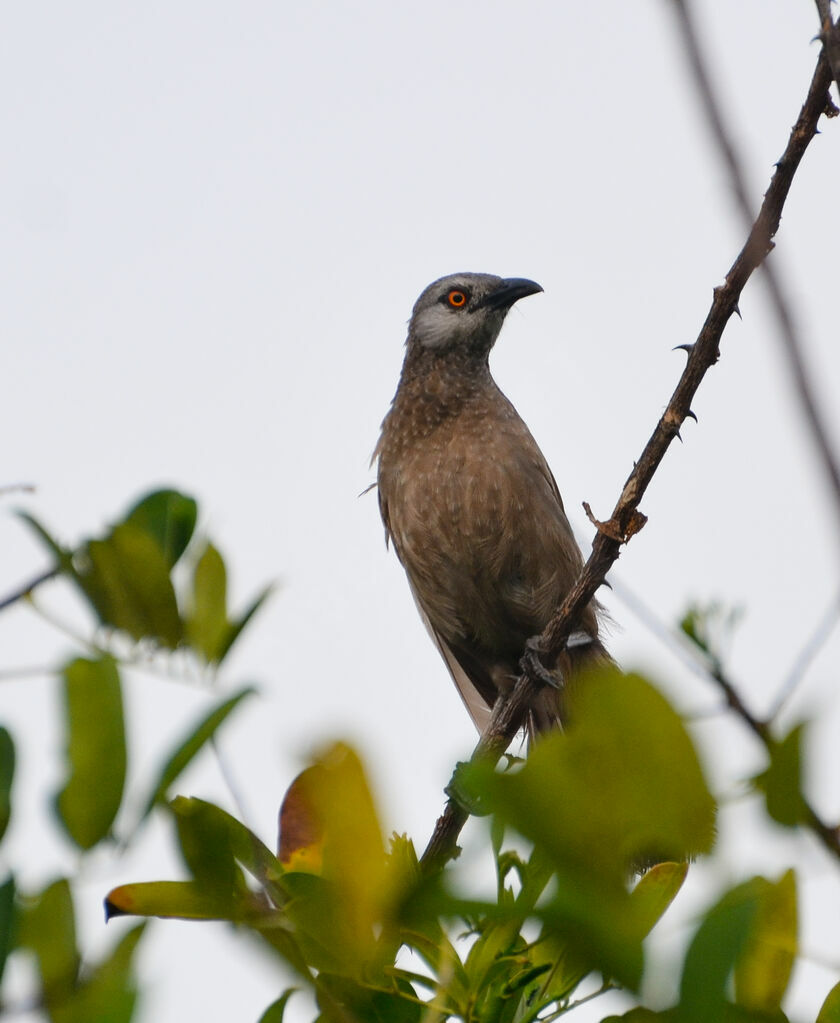 Brown Babbleradult, identification